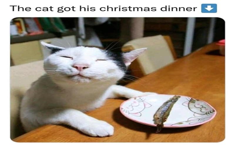 christmas cat memes eating dinner