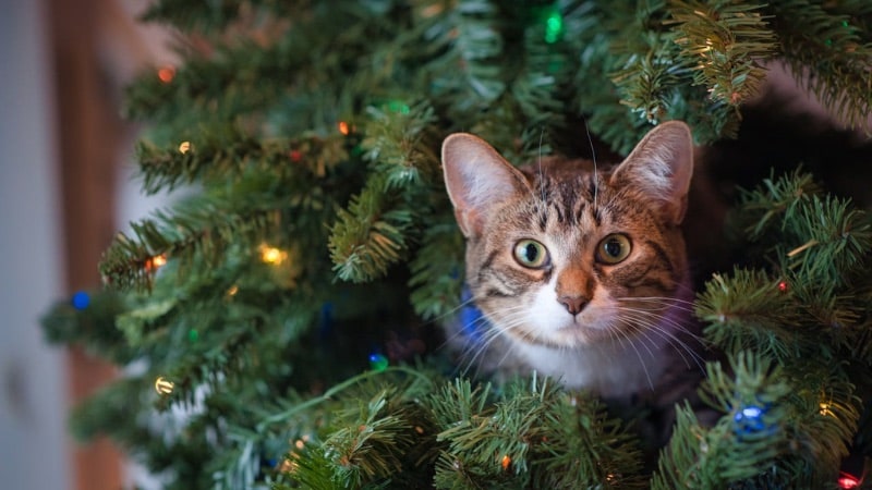 Pembuat Video AI Kucing & Anjing: Buat Video Liburan Natal Imut