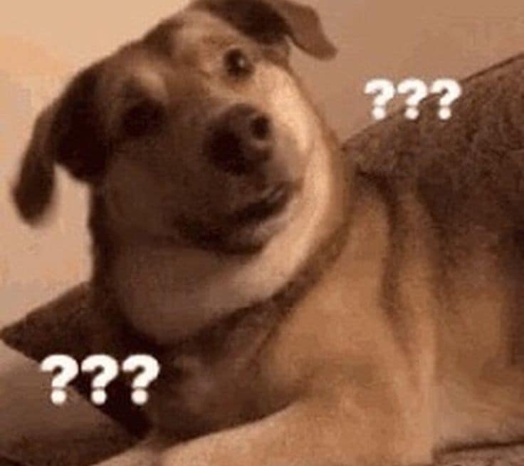 the confused dog meme