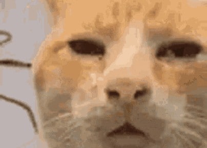 the bewildered cat meme