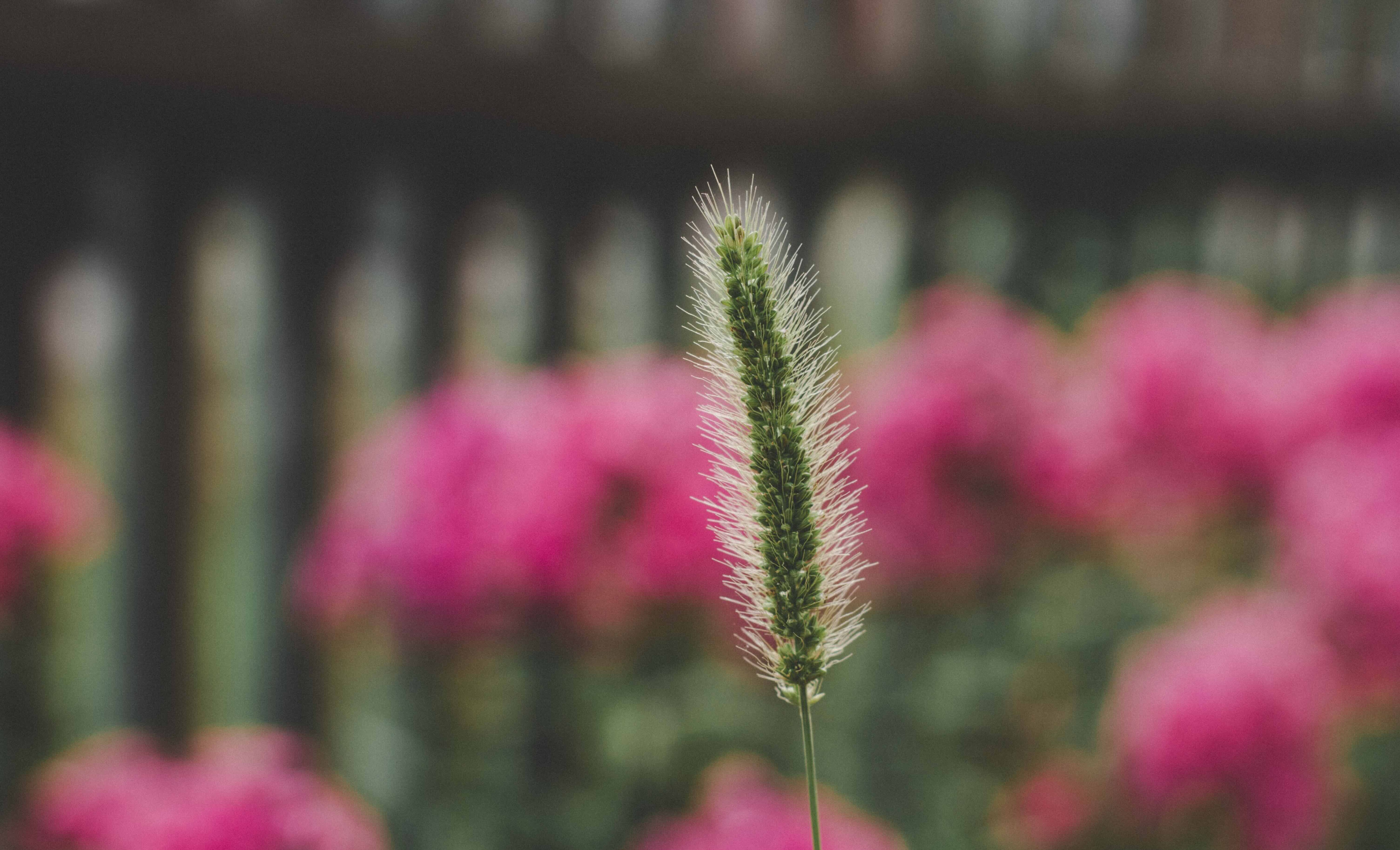 depth of field in photography