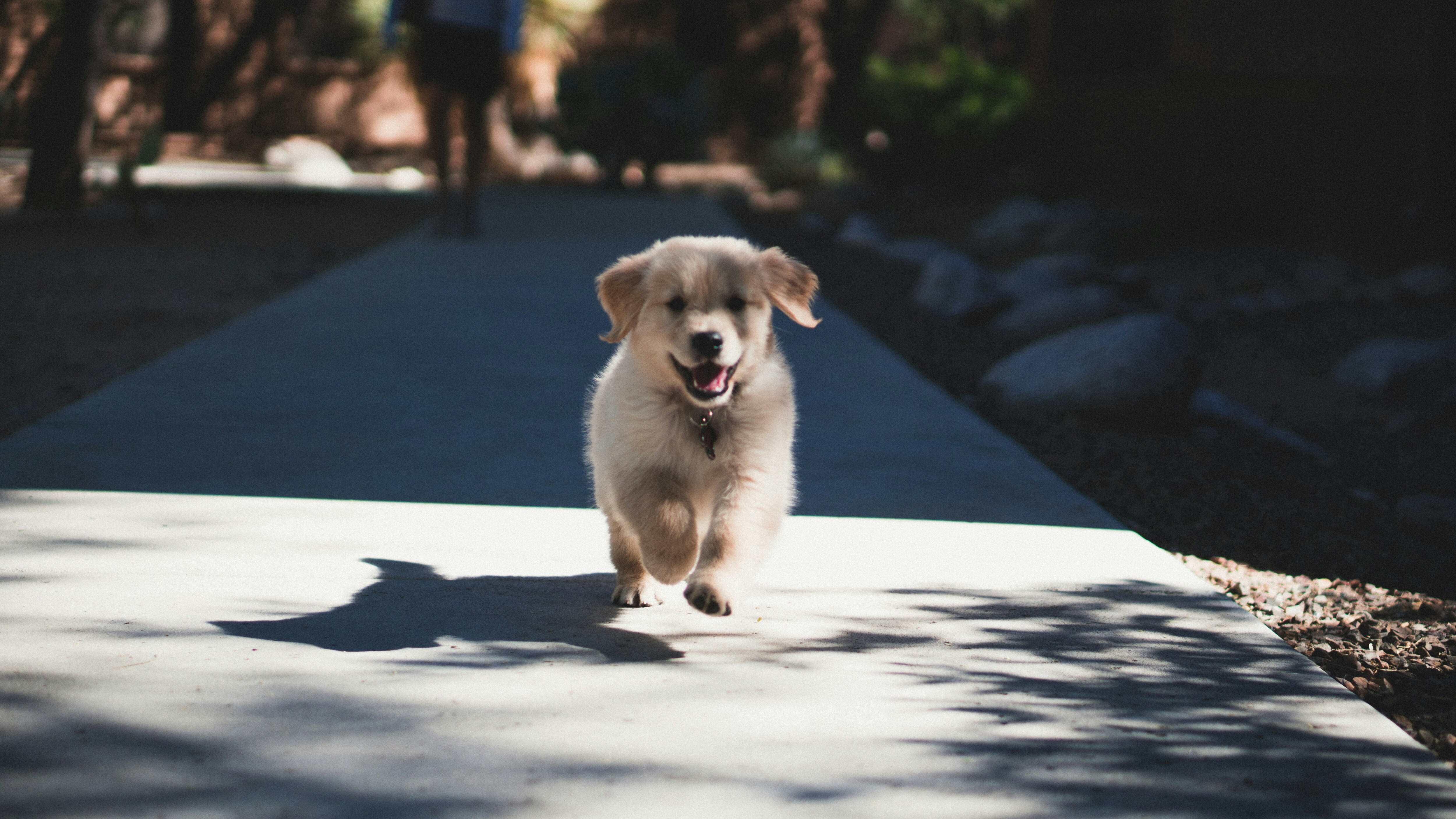 puppy morning routine