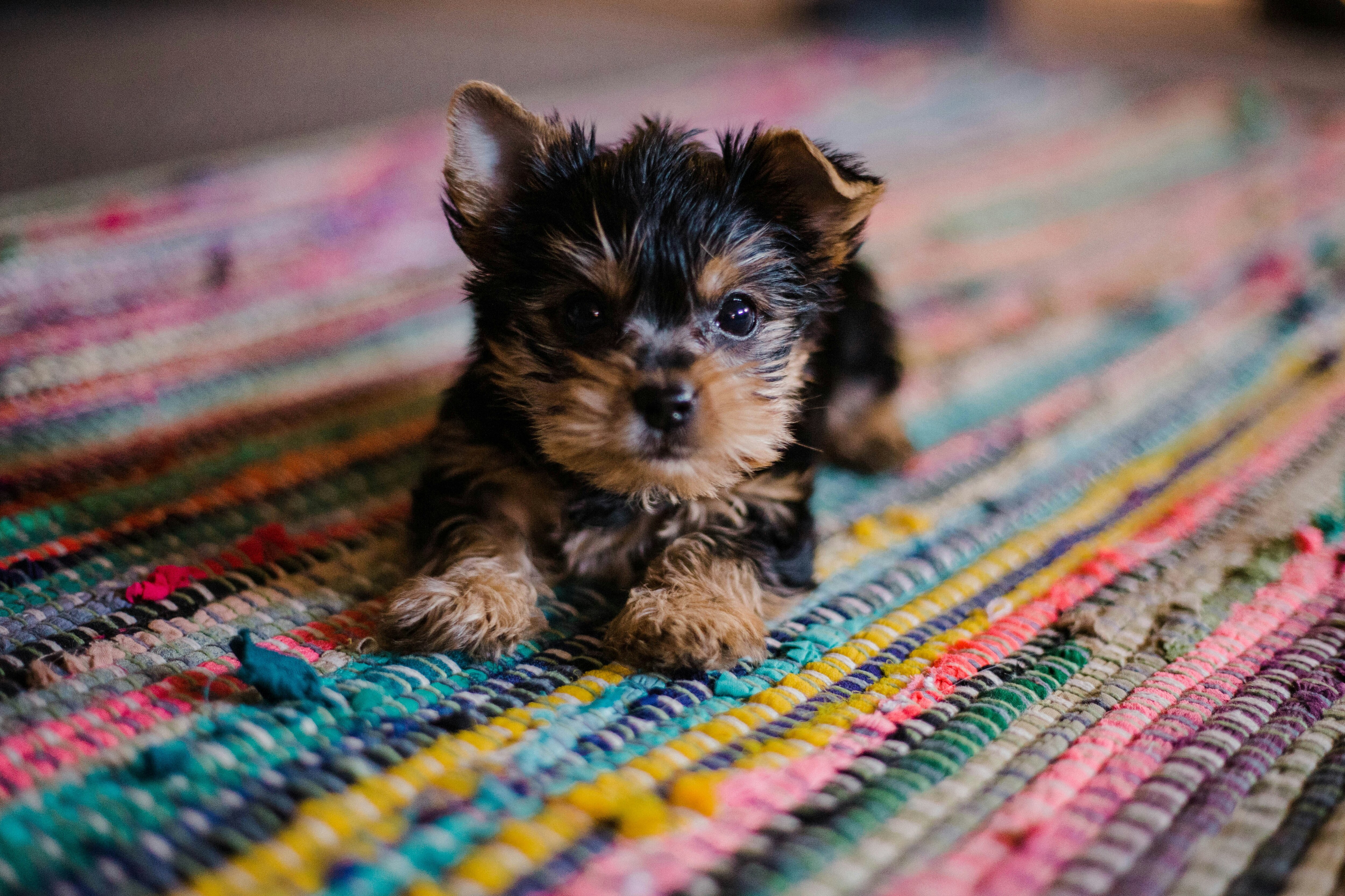 picture of a puppy