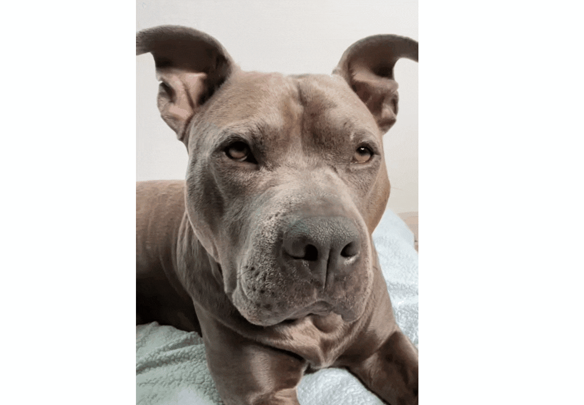 Dog Grooming ASMR