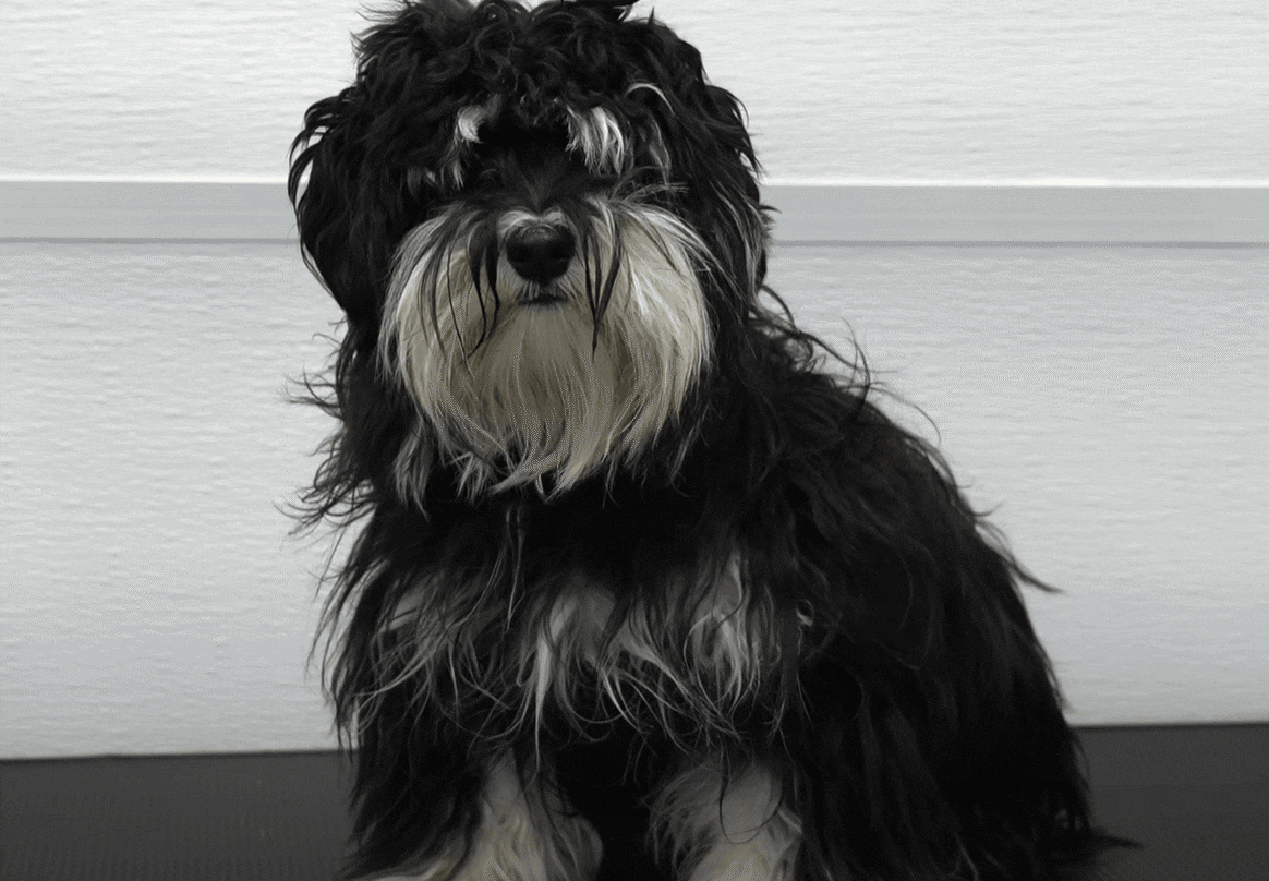 Dog Grooming Transformation