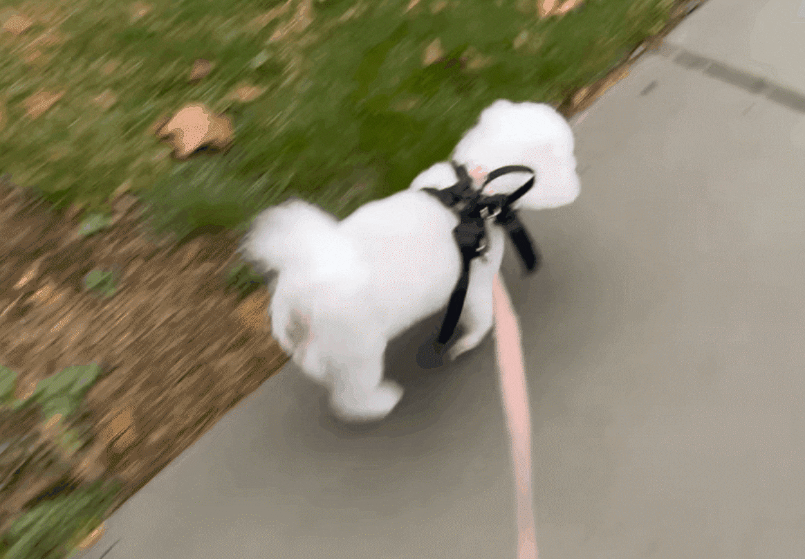 Complete Dog Grooming
