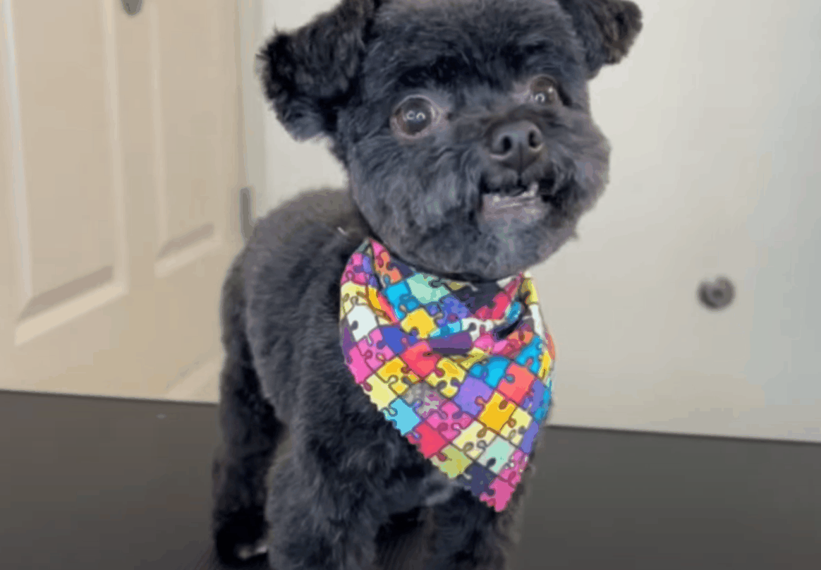 Dog Grooming Tutorial