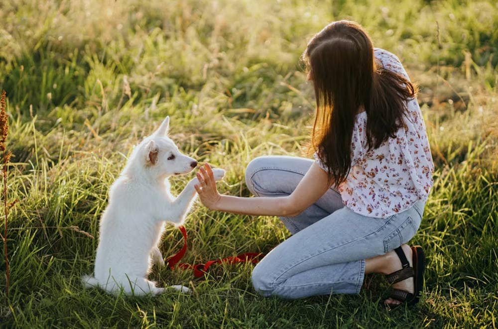 dog training videos