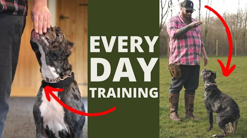 youtube how to train a dog