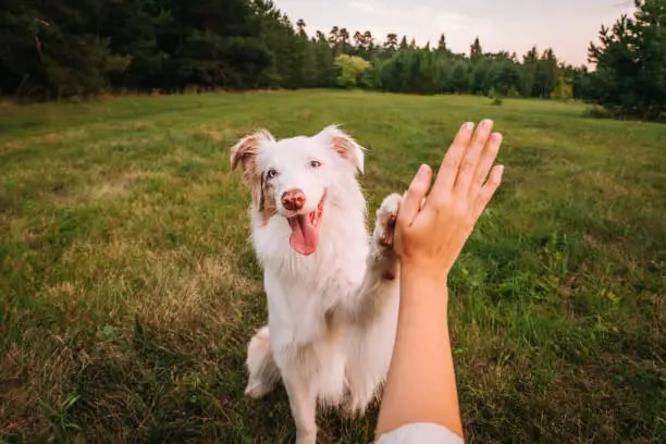 positive puppy training videos