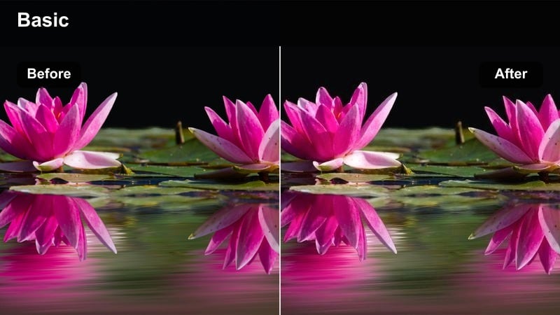 Cool-toned forest trail with tall evergreen trees