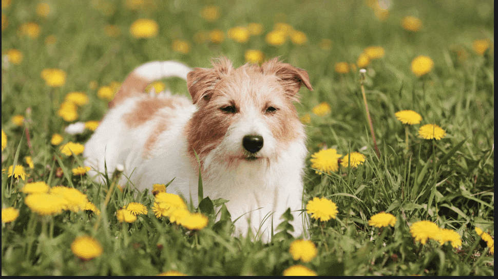 cute dog wagging