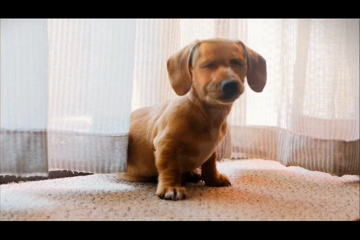 Troca de rosto com animal de estimação