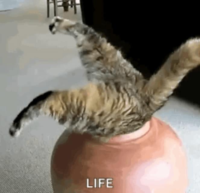 funny cat stuck gif