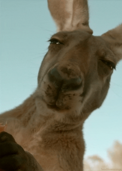 chewing kangaroo gif