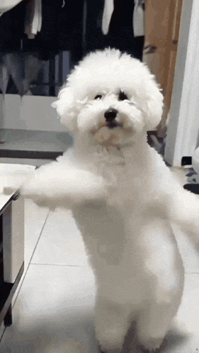 dancing white poodle funny gif sticker