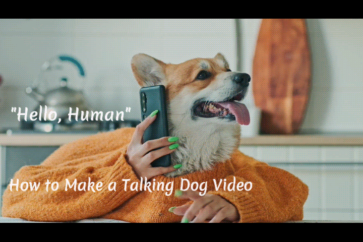 making talking dog videos