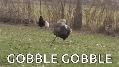gobble gobble turkey gif