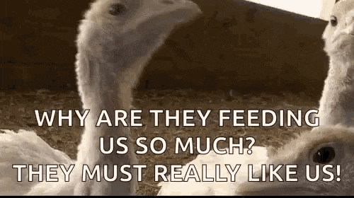 make funny turkey meme gif