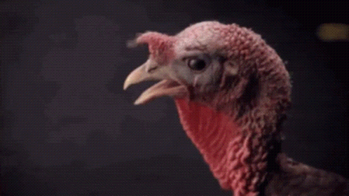 make a funny turkey reaction gif