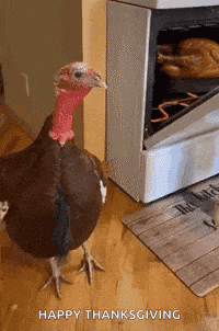turkey reacting to roasted turkey