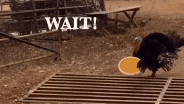 turkey bringing pie gif