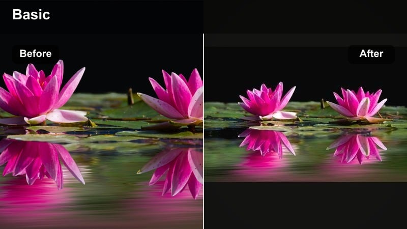 Colorful garden with soft-focus edges and warm highlights on flowers.