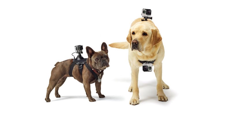 GoPro Fetch - Pets Mounts