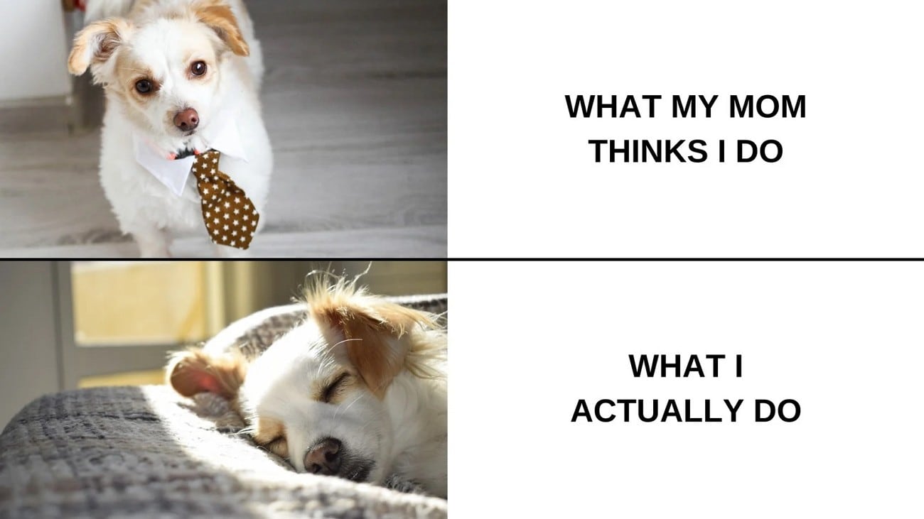 funny memes with pets