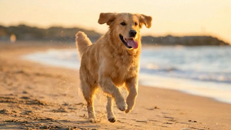 video using chatgpt prompt