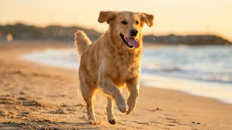 video using grok prompt