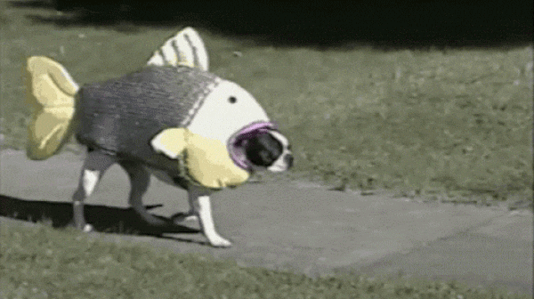 dressing up your pet for halloween
