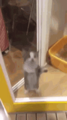 gif happy cat sticker