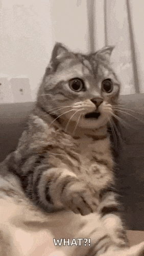 surprised happy happy happy cat sticker