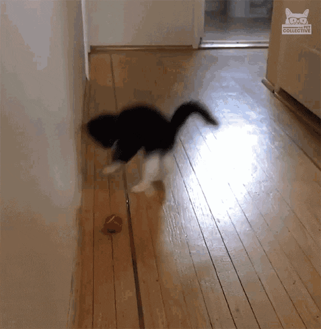 happy happy happy cat sticker playful