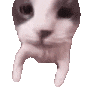 love cat happy sticker