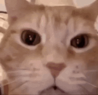 laughing cat sticker meme