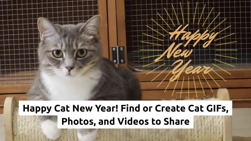 find and create cat happy new year