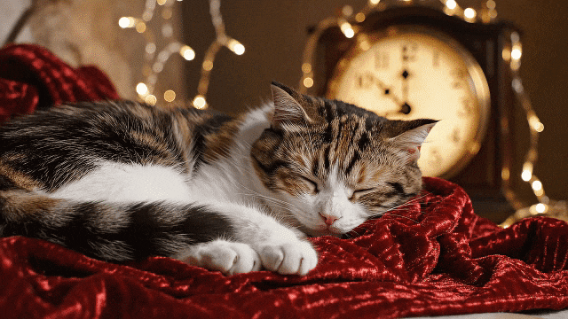 happy new year funny cat gif