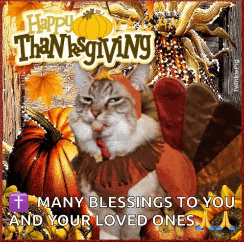 funny cat blessing thanksgiving gif