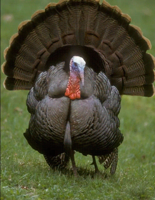 create happy thanksgiving with filmora