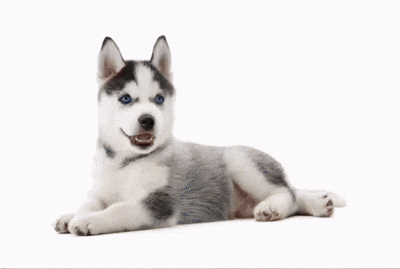 cute dog style