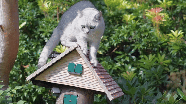 jumping cat boomerang