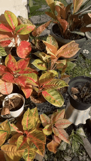 boomerang in instagram result