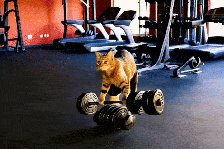 funny cat meme video lifting weights