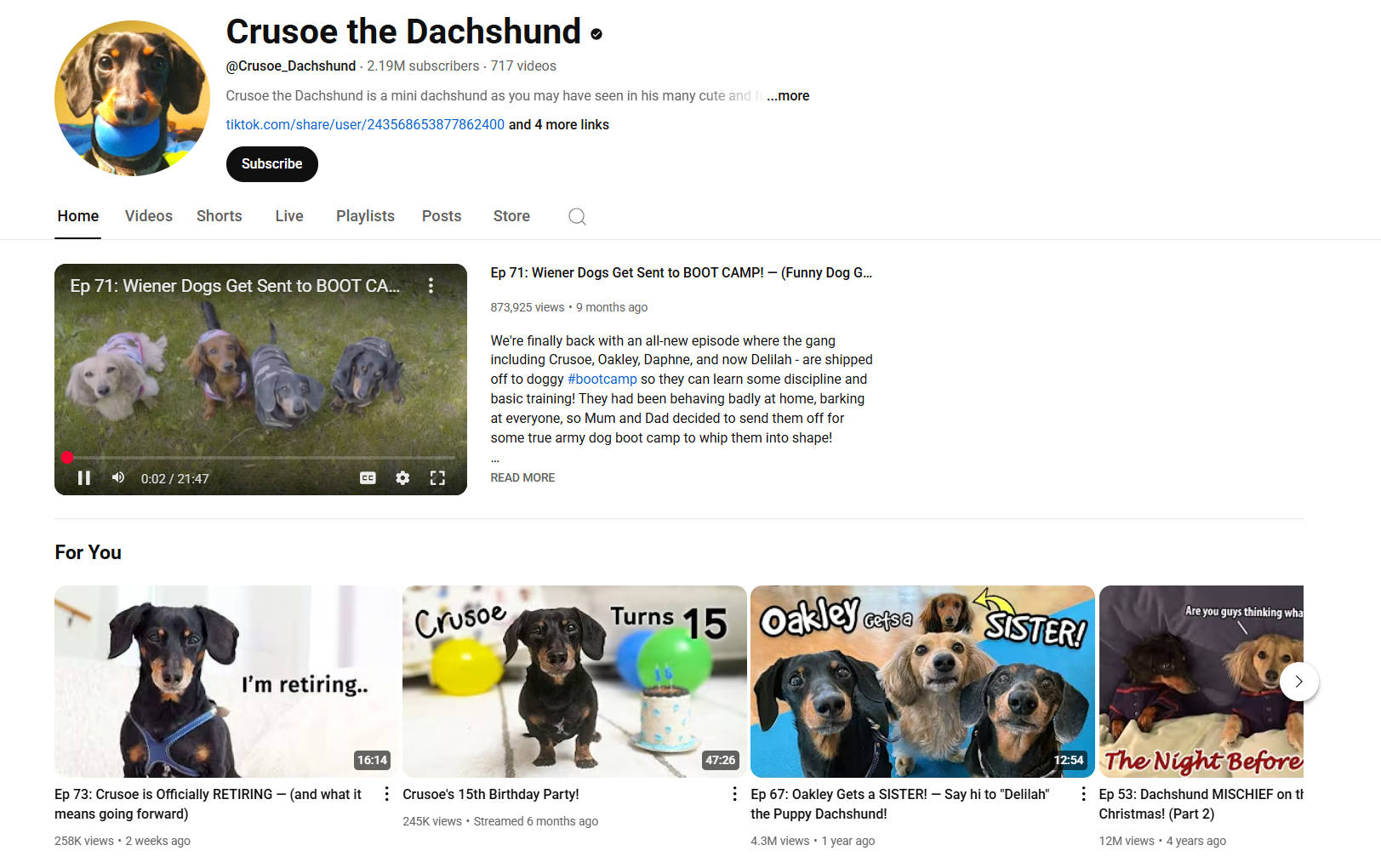 pet vlogger crusoe the celebrity dachshund