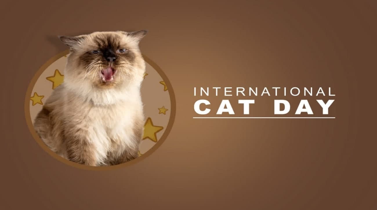 celebrating cat day