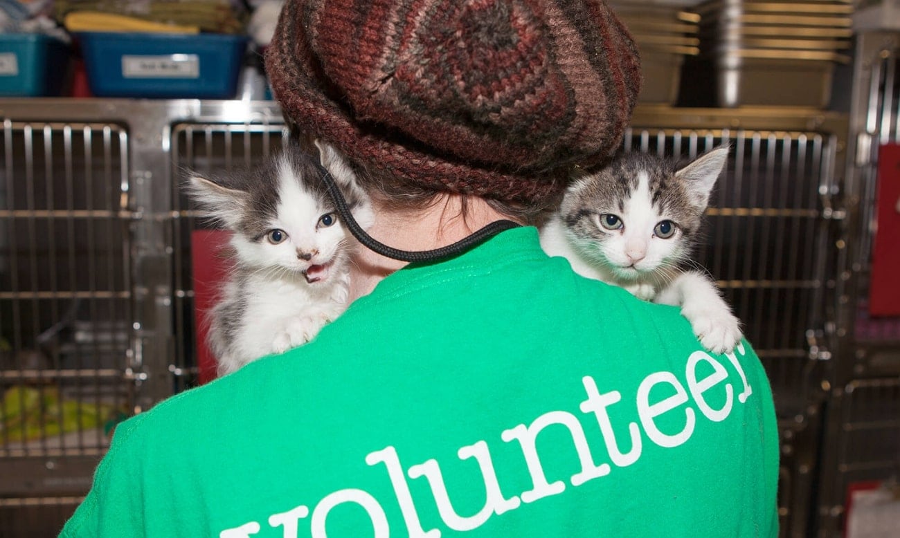 volunteering for cats