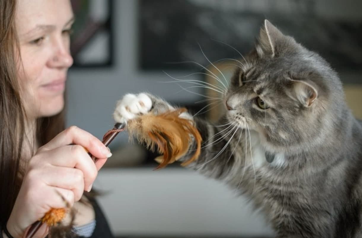 understand feline care of cats