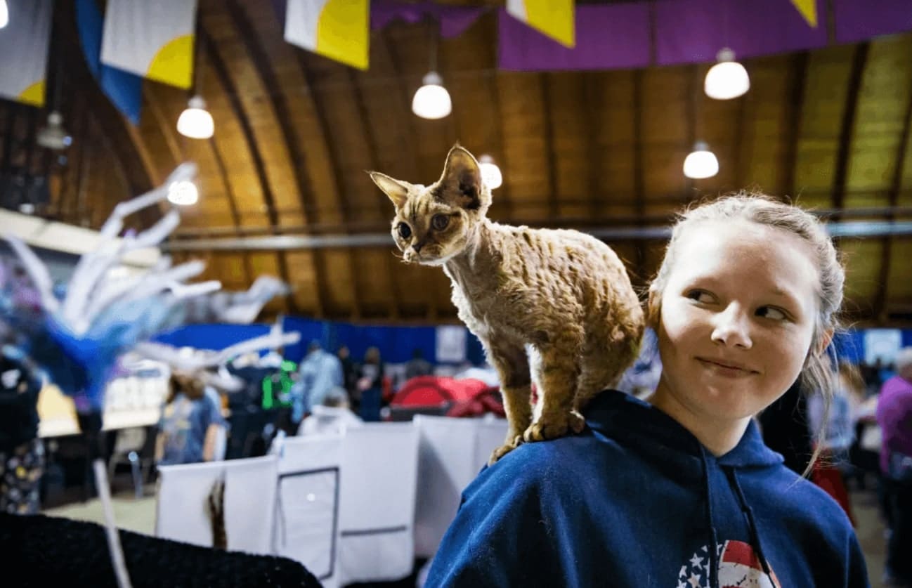 host cat themed event